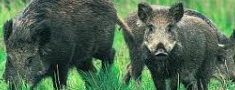 Pārtraucot piebarot meža dzīvniekus, palielinās postījumu risks