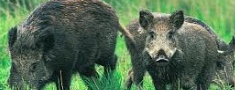 Seminārs: Meža dzīvnieku slimības, to atpazīšana